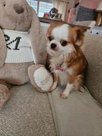 Chihuahua teef, België, Fokker | Hobbymatig, 1 tot 2 jaar, Eén hond