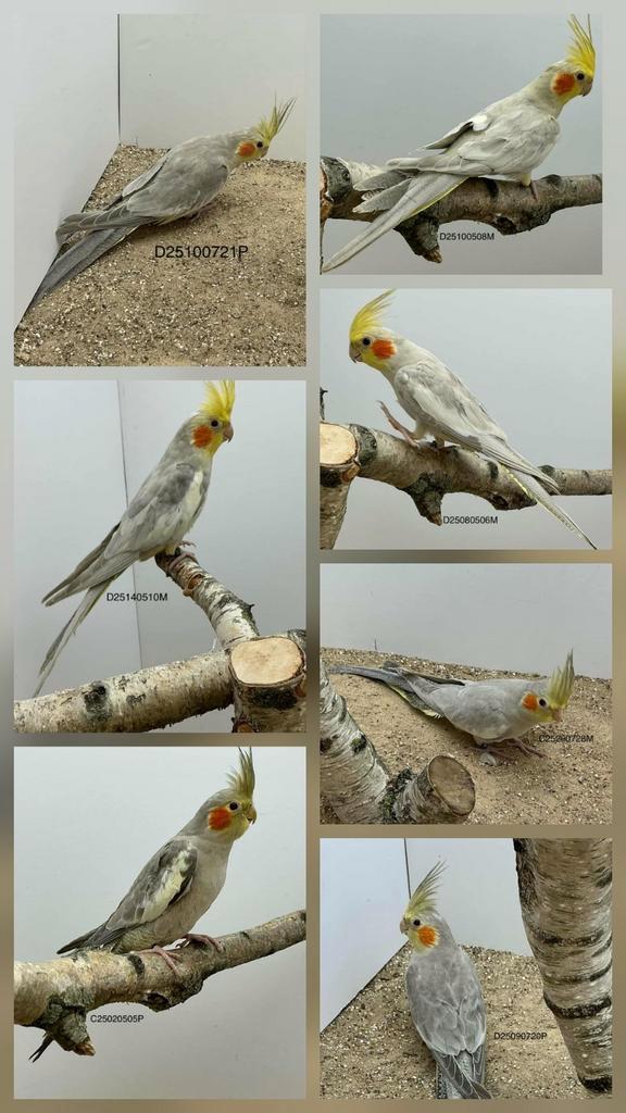 Palefallow valkparkieten, Dieren en Toebehoren, Vogels | Parkieten en Papegaaien, Parkiet, Meerdere dieren, Geringd