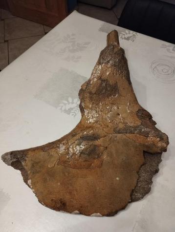 Divers pièces de Mammouth laineux beschikbaar voor biedingen