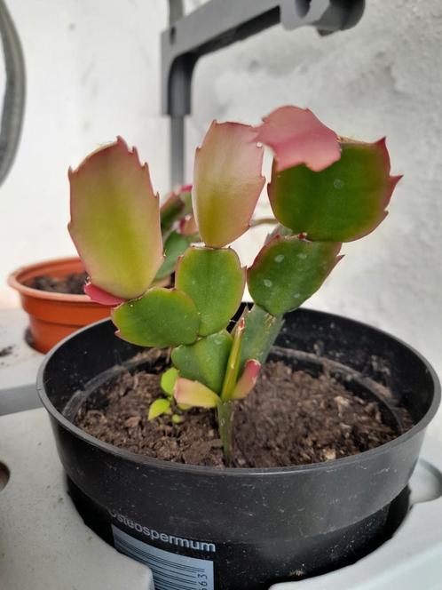 fuchsia lidcactusstekje geplant beschikbaar, Huis en Inrichting, Kamerplanten, Vetplant, Minder dan 100 cm, Bloeiende kamerplant