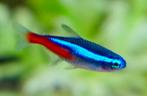 Neon tetra Belgische Nakweek - Zeer Sterk, Dieren en Toebehoren, Vissen | Aquariumvissen, Vis, Zoetwatervis, Schoolvis