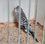 Blauwe Grasparkiet, Mannelijk, Parkiet, Geringd