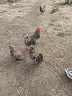 Mechelse koekoek, Meerdere dieren, Kip