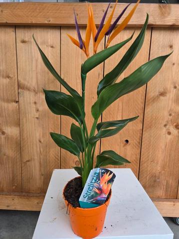 Strelitzia Reginae - Paradijsvogelbloem  beschikbaar voor biedingen