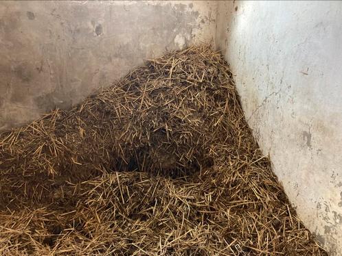 Gratis ezelmest, Dieren en Toebehoren, Overige Dieren