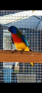 Mooie wildkleur splendids 3, Turqouisines en bourkes., Dieren en Toebehoren, Vogels | Parkieten en Papegaaien, Meerdere dieren