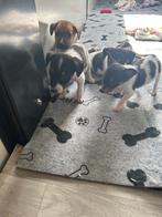 Mooie Jack Russel pups, Dieren en Toebehoren, België, Jack Russell Terriër, CDV (hondenziekte), 8 tot 15 weken