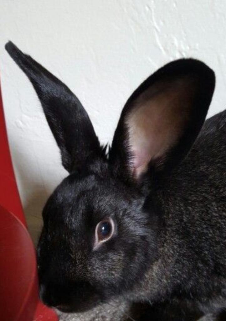 New Zeelander jong koppel (fotos komen nog), Dieren en Toebehoren, Konijnen