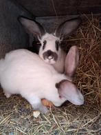 Moeren van 14 weken, Immo, Op zoek naar een appartement