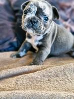 Franse bulldogpupjes, Dieren en Toebehoren, Honden | Bulldogs, Pinschers en Molossers, België, Fokker | Hobbymatig, 8 tot 15 weken
