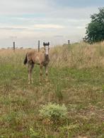 zeldzame amber champagne overo dun merrie, Dieren en Toebehoren, Paarden, Merrie, Ontwormd