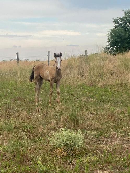 zeldzame amber champagne overo dun merrie, Dieren en Toebehoren, Paarden, Merrie, Ontwormd