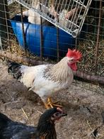 Grote hanen legkip hanen, Dieren en Toebehoren, Pluimvee, Mannelijk, Kip
