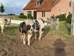 Dekstier, Dieren en Toebehoren