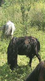 Shetlandpony, Dieren en Toebehoren, Pony's, Ruin, Gechipt, A pony (tot 1.17m), 11 jaar of ouder