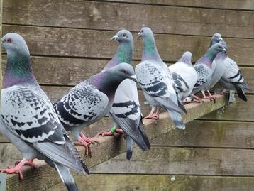 Duiven  beschikbaar voor biedingen