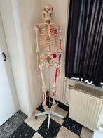 Anatomisch skelet Zmedical 170cm met alle papieren!, Diversen, Ophalen, Zo goed als nieuw