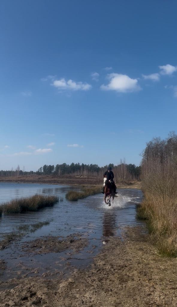 Training op maat voor jouw paard, Dieren en Toebehoren, Paarden, Zadelmak