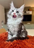 Breath-Taking Black Silver Maine Coon Kitten, Dieren en Toebehoren, Katten en Kittens | Raskatten | Langhaar, Kater, Gechipt, 0 tot 2 jaar