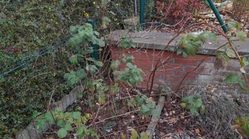 5 frambozenplanten prijs voor de kavel beschikbaar voor biedingen