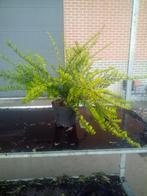 bodembedekker, Tuin en Terras, Planten | Tuinplanten, Ophalen of Verzenden, Bodembedekkers