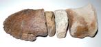 Dinosaurus teen - Hadrosaurus sp - 15 cm, Verzamelen, Mineralen en Fossielen, Ophalen of Verzenden, Fossiel