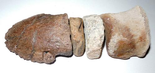 Dinosaurus teen - Hadrosaurus sp - 15 cm, Verzamelen, Mineralen en Fossielen, Fossiel, Ophalen of Verzenden