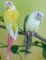 Recherche conure fallow, lutino, creme ino, Dieren en Toebehoren, Ophalen of Verzenden