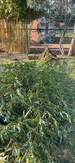 Gele bamboe, Ophalen, Bamboe