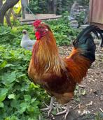 Zorgzame haan 2024  (xAmeraucana), Dieren en Toebehoren, Pluimvee, Mannelijk, Kip