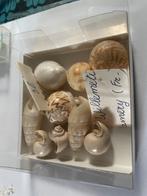 Schelpen, Ophalen of Verzenden, Schelp(en)