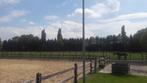 Stalling te Turnhout, Dieren en Toebehoren, Stalling en Weidegang, Stalling