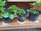 Aardbei plant gorella, Jardin & Terrasse, Plantes | Jardin, Enlèvement ou Envoi