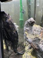 Gratis af te halen pleco 20cm, Dieren en Toebehoren, Vissen | Vijvervissen