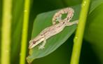 Meerdere reptielen en amfibieën te koop, ook materialen