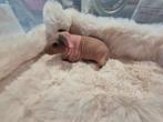 Mooi Rood bont skinny zeugje, Dieren en Toebehoren, Knaagdieren, Cavia, Augustus, Vrouwelijk, Tam