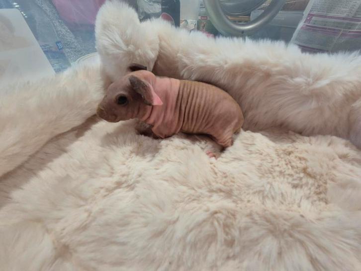 Mooi Rood bont skinny zeugje, Dieren en Toebehoren, Knaagdieren, Vrouwelijk, Cavia, Augustus, Tam