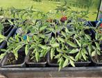 Tomatenplanten, Ophalen