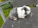 Superlief Nederlands hangoor konijntje, Dieren en Toebehoren, Konijnen, Mannelijk, Dwerg, Hangoor, 3 tot 5 jaar