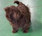 Shih-tzu reutje, Dieren en Toebehoren, België, 15 weken tot 1 jaar, CDV (hondenziekte), Eén hond