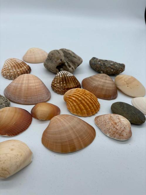 Schelpen en stenen uit Marokko (Tetouan & Al Hoceima), Verzamelen, Mineralen en Fossielen, Schelp(en), Ophalen of Verzenden