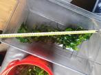 Anubias  planten, Ophalen
