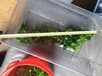 Anubias  planten  beschikbaar voor biedingen