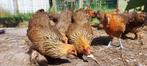 Brahma kriel hennetjes te koop, Dieren en Toebehoren, Pluimvee, Vrouwelijk, Kip