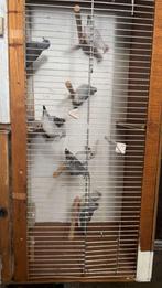 Diamantduifjes tekoop, Dieren en Toebehoren, Vogels | Overige Vogels