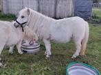 Mini shetland jaarling hengst, Dieren en Toebehoren, Pony's, Hengst