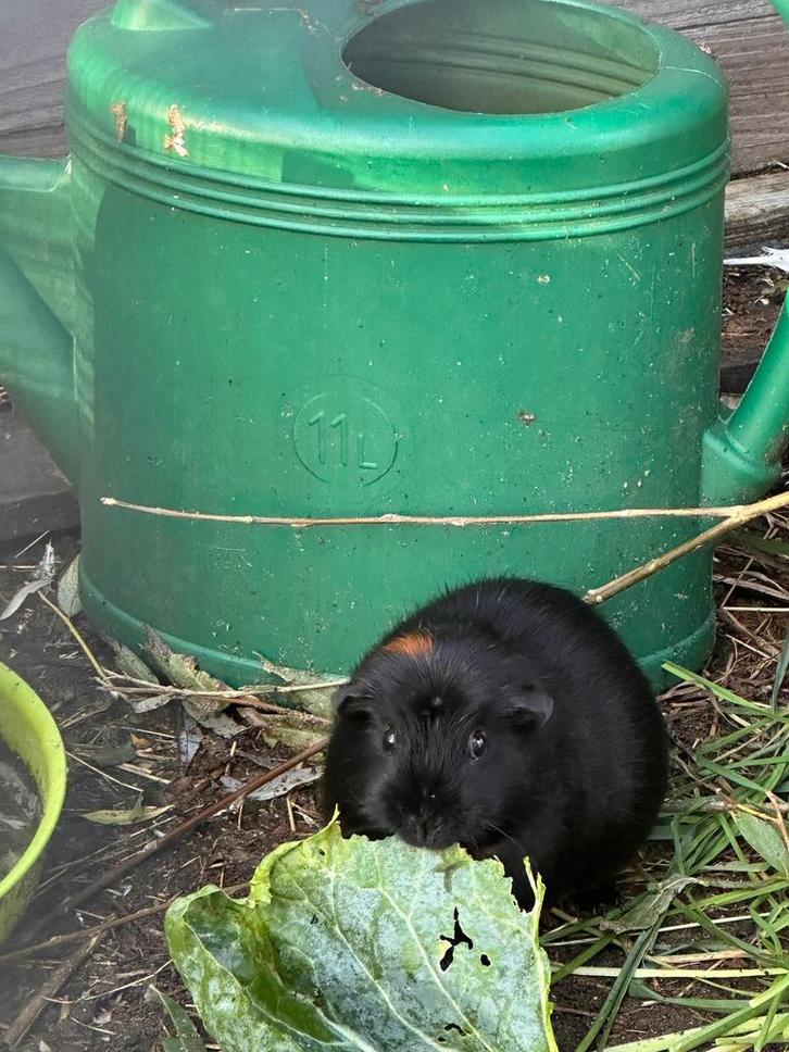 Lieve cavia te adopteren (zeugje), Dieren en Toebehoren, Knaagdieren, Cavia, Januari, Tam