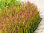 Imperata "Red Baron" / Japans bloedgras, Halfschaduw, Ophalen of Verzenden