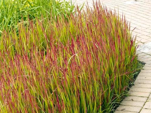 Imperata "Red Baron" / Japans bloedgras, Jardin & Terrasse, Plantes | Jardin, Mi-ombre, Enlèvement ou Envoi