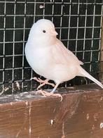 Mooie witte kanarie pop